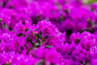 Japanische Azalee „Lady Dark®“ 17 Japanische Azalee „Lady Dark®“ – Bild 15