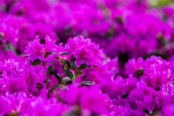 Japanische Azalee „Lady Dark®“ 26 Japanische Azalee „Lady Dark®“ -Wurzel Lust Verkaufsgeschäft GS660836 800x800