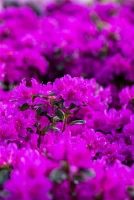 Japanische Azalee „Lady Dark®“ 19 Japanische Azalee „Lady Dark®“ – Bild 17