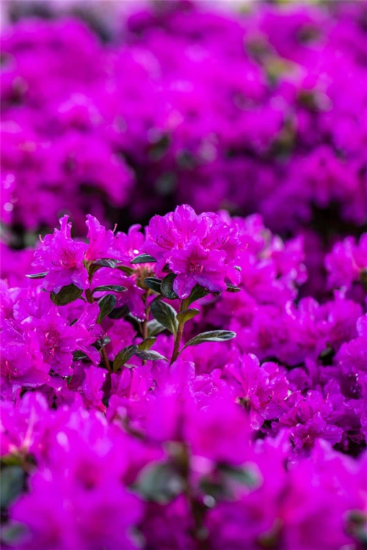 Japanische Azalee „Lady Dark®“ 9 Japanische Azalee „Lady Dark®“ – Bild 7