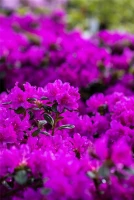 Japanische Azalee „Lady Dark®“ 22 Japanische Azalee „Lady Dark®“ – Bild 20