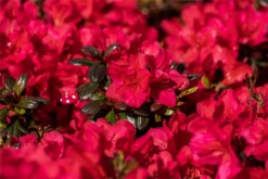 Japanische Azalee „Maruschka®“ -Wurzel Lust Verkaufsgeschäft GS660854 800x800