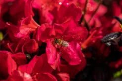 Japanische Azalee „Maruschka®“ -Wurzel Lust Verkaufsgeschäft GS660857 800x800