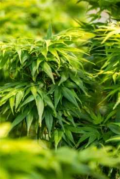 Fächerahorn „Mikawa Yatsubusa“ -Wurzel Lust Verkaufsgeschäft GS660900 800x800