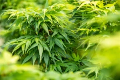 Fächerahorn „Mikawa Yatsubusa“ -Wurzel Lust Verkaufsgeschäft GS660903 800x800