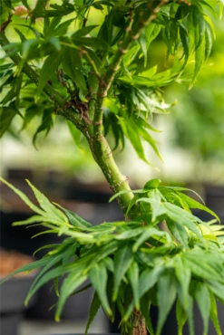 Fächerahorn „Mikawa Yatsubusa“ -Wurzel Lust Verkaufsgeschäft GS660906 800x800