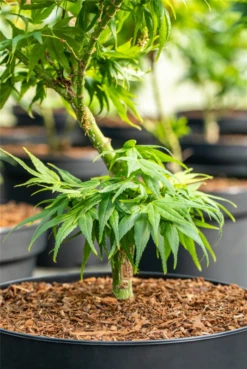 Fächerahorn „Mikawa Yatsubusa“ -Wurzel Lust Verkaufsgeschäft GS660908 800x800