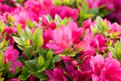 Japanische Azalee „Little Red“ -Wurzel Lust Verkaufsgeschäft GS660910 800x800