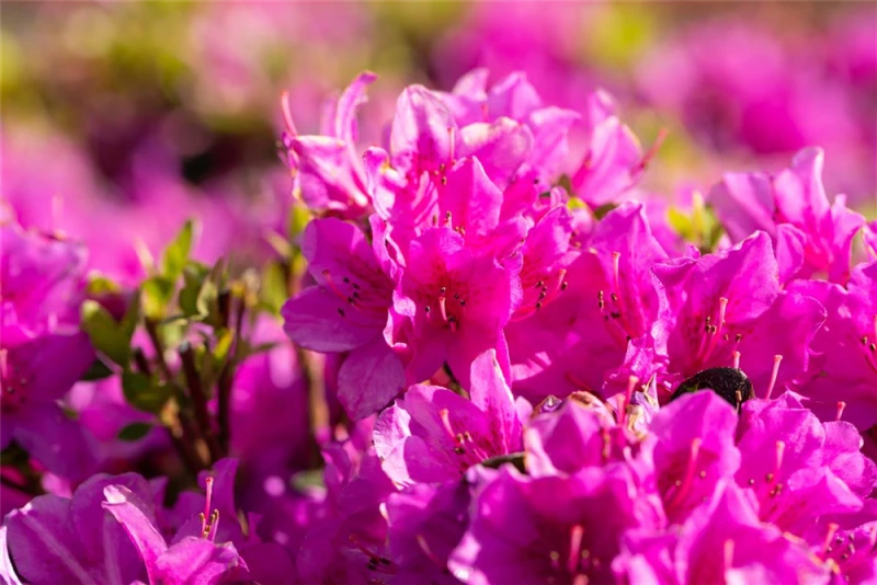 Japanische Azalee „Lady Dark®“ 6 Japanische Azalee „Lady Dark®“ – Bild 4