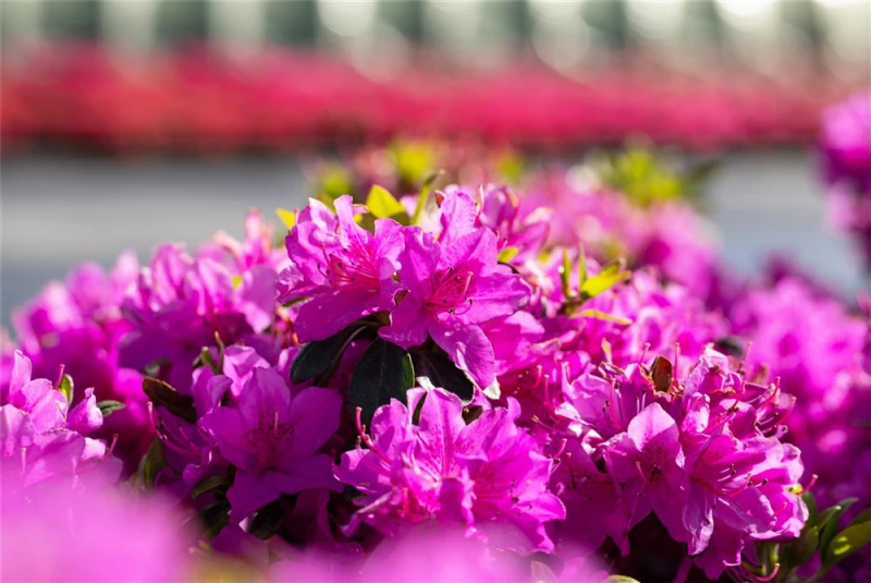 Japanische Azalee „Lady Dark®“ 4 Japanische Azalee „Lady Dark®“ – Bild 2