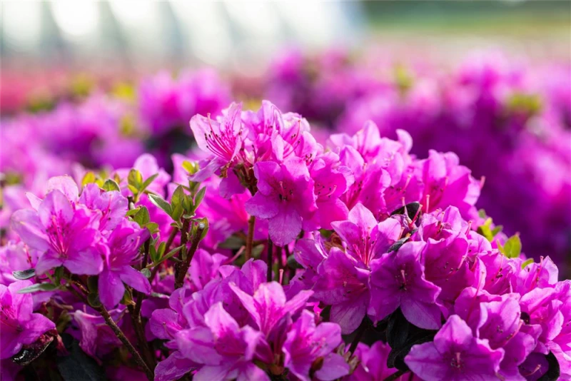 Japanische Azalee „Lady Dark®“ 5 Japanische Azalee „Lady Dark®“ – Bild 3