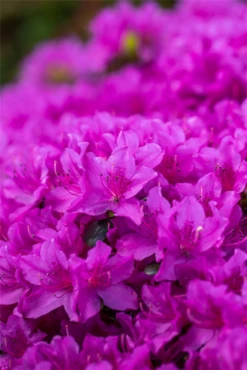 Japanische Azalee „Lady Dark®“ 27 Japanische Azalee „Lady Dark®“ -Wurzel Lust Verkaufsgeschäft GS660966 800x800