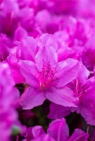 Japanische Azalee „Lady Dark®“ 20 Japanische Azalee „Lady Dark®“ – Bild 18