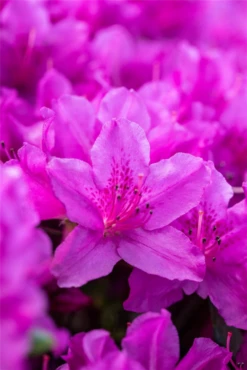 Japanische Azalee „Lady Dark®“ 29 Japanische Azalee „Lady Dark®“ -Wurzel Lust Verkaufsgeschäft GS660968 800x800