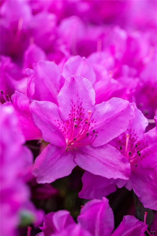 Japanische Azalee „Lady Dark®“ 10 Japanische Azalee „Lady Dark®“ – Bild 8