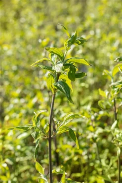 Kornelkirsche „Schönbrunner Gourmet Dirndl“ -Wurzel Lust Verkaufsgeschäft GS661095 800x800