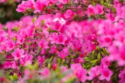 Japanische Azalee „Madame Albert Van Hecke“ -Wurzel Lust Verkaufsgeschäft GS661621 800x800