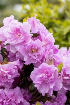 Japanische Azalee „Elsie Lee“ -Wurzel Lust Verkaufsgeschäft GS662495 800x800