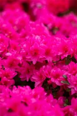 Japanische Azalee „Melina“ -Wurzel Lust Verkaufsgeschäft GS663008 800x800