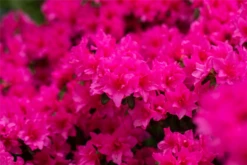 Japanische Azalee „Melina“ -Wurzel Lust Verkaufsgeschäft GS663010 800x800