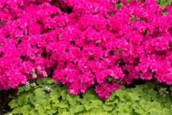 Japanische Azalee „Melina“ -Wurzel Lust Verkaufsgeschäft GS663012 800x800