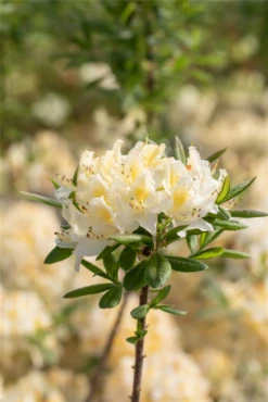 Sommergrüne Azalee „Daviesii“ -Wurzel Lust Verkaufsgeschäft GS664542 800x800