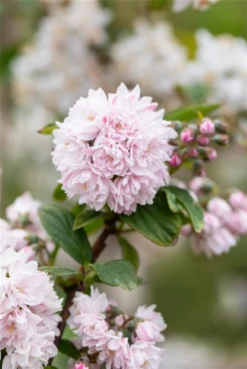 Sternchenstrauch „Pink Pom-Pom“ -Wurzel Lust Verkaufsgeschäft GS667610 800x800