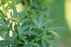 Fächerahorn „Mikawa Yatsubusa“ -Wurzel Lust Verkaufsgeschäft GS672259 800x800