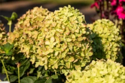 Rispenhortensie „Little Lime®“ -Wurzel Lust Verkaufsgeschäft GS672376 800x800