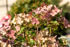 Rispenhortensie „(S)witch®“ -Wurzel Lust Verkaufsgeschäft GS672408 800x800