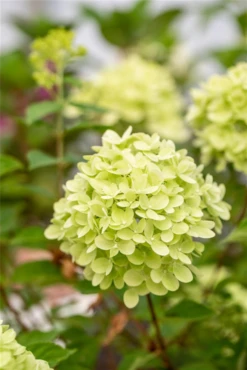 Rispenhortensie „Little Lime®“ -Wurzel Lust Verkaufsgeschäft GS672748 800x800