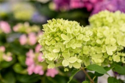 Rispenhortensie „Little Lime®“ -Wurzel Lust Verkaufsgeschäft GS672749 800x800