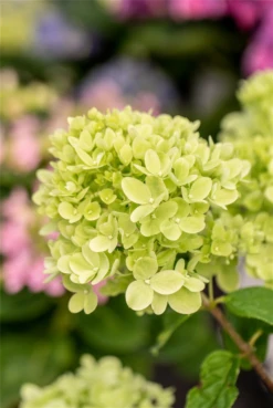 Rispenhortensie „Little Lime®“ -Wurzel Lust Verkaufsgeschäft GS672750 800x800