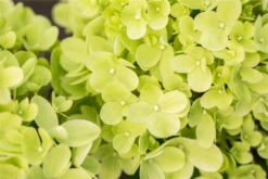 Rispenhortensie „Little Lime®“ -Wurzel Lust Verkaufsgeschäft GS672751 800x800