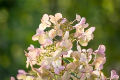 Rispenhortensie „Petite Star(s)“