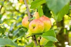 Apfel „Roter Berlepsch“ -Wurzel Lust Verkaufsgeschäft GS674574 800x800