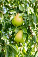 Winterbirne „Vereins Dechantsbirne“ 12 Winterbirne „Vereins Dechantsbirne“ – Bild 10