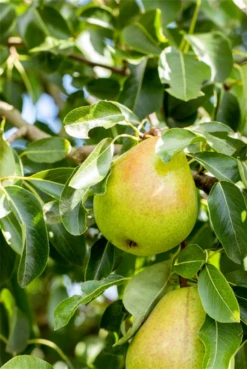 Winterbirne „Vereins Dechantsbirne“ 18 Winterbirne „Vereins Dechantsbirne“ -Wurzel Lust Verkaufsgeschäft GS674585 800x800