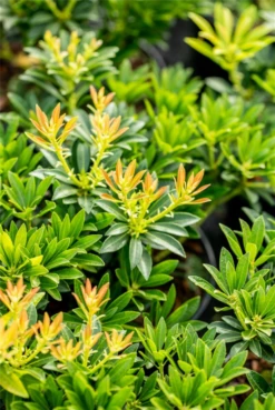 Bestseller -Wurzel Lust Verkaufsgeschäft GS703675 800x800