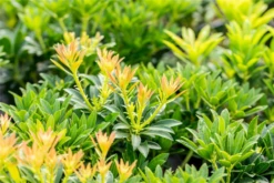 Schattenglöckchen „Debutante“ -Wurzel Lust Verkaufsgeschäft GS703676 800x800