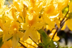 Bestseller -Wurzel Lust Verkaufsgeschäft GS714156 800x800