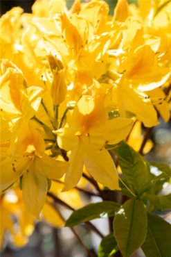 Sommergrüne Azalee „Goldtopas“ -Wurzel Lust Verkaufsgeschäft GS714157 800x800