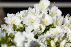 Japanische Azalee „Maischnee®“ -Wurzel Lust Verkaufsgeschäft GS714174 800x800