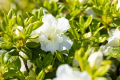 Japanische Azalee „Maischnee®“ -Wurzel Lust Verkaufsgeschäft GS714175 800x800