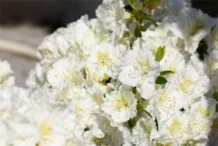 Japanische Azalee „Maischnee®“ -Wurzel Lust Verkaufsgeschäft GS714190 800x800