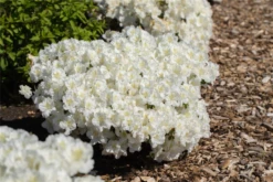 Japanische Azalee „Maischnee®“ -Wurzel Lust Verkaufsgeschäft GS714226 800x800