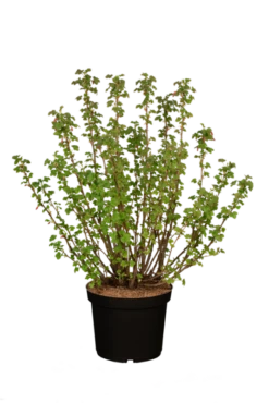 Zierjohannisbeere „Pulborough Scarlet“