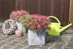 Japanische Azalee „Star Style® Pink“