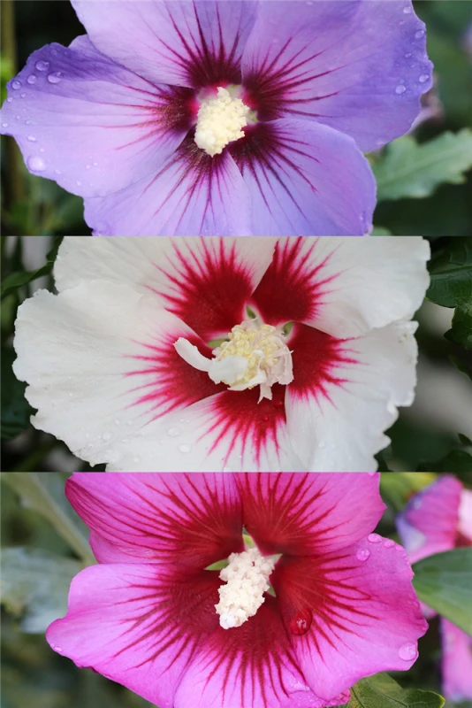 Roseneibisch 3 Roseneibisch