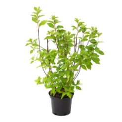 Rispenhortensie „Hercules“